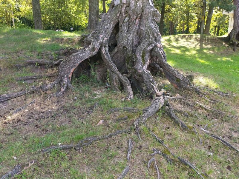 Root Systems Can Extend Further Than Most Homeowners Expect Root Systems Can Extend Further Than Most Homeowners Expect