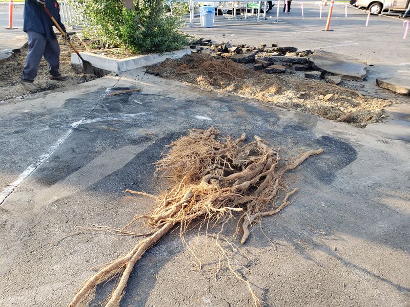 Root cutting can solve one problem while creating another