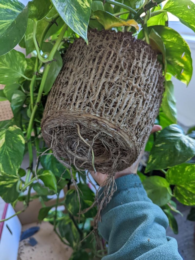 Rootbound Pots Slow Leaf Development Too