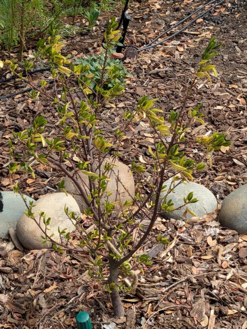 Roots Adjust Faster In Cooler Soil