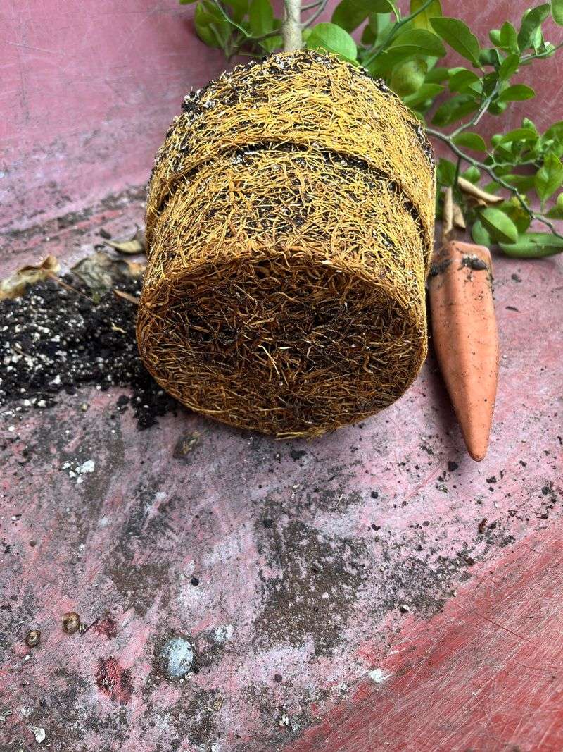 Roots Can Fill The Container Too Quickly