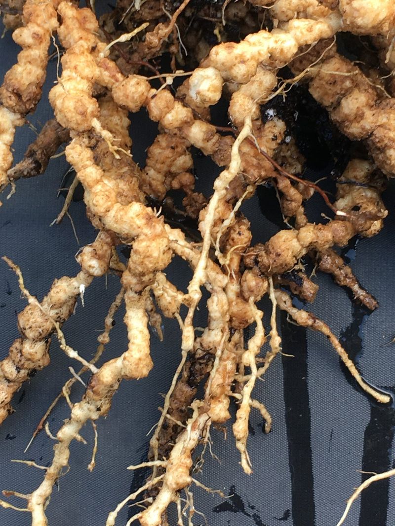 Roots Can Harbor Problems Too Roots Can Harbor Problems Too