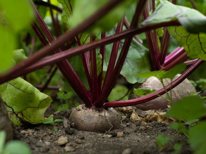 Roots Deserve The Same Attention As Tops