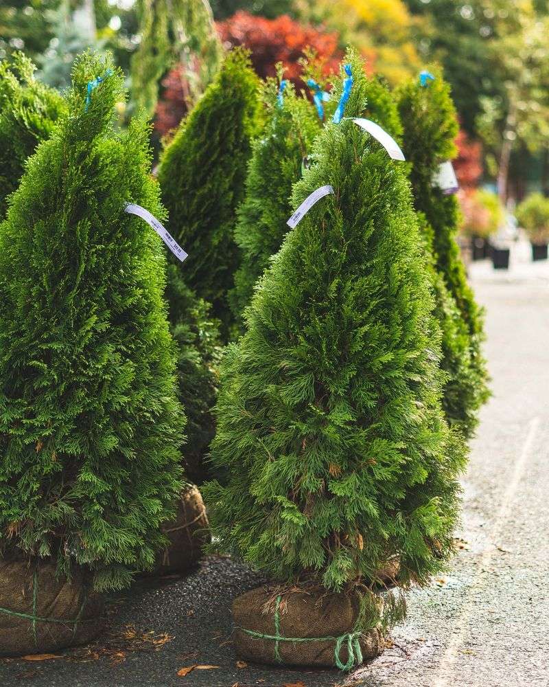 Roots Get A Long Head Start Before Winter Arrives