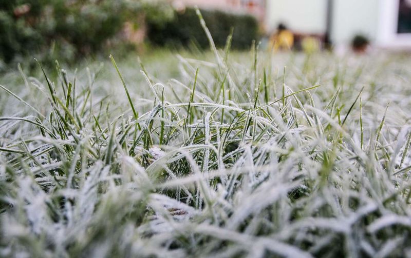 Roots Get Time To Establish Before Frost
