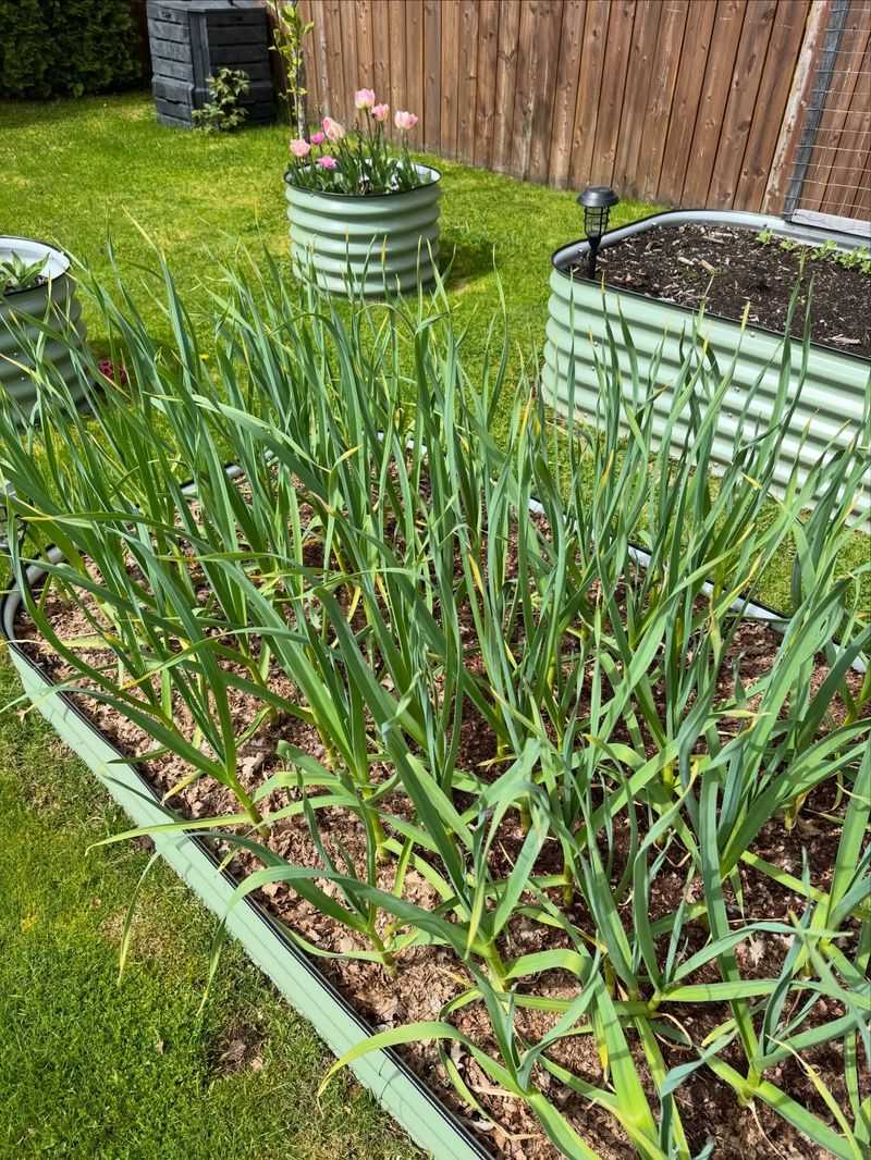 Roots Grow While The Rest Of The Garden Rests Roots Grow While The Rest Of The Garden Rests
