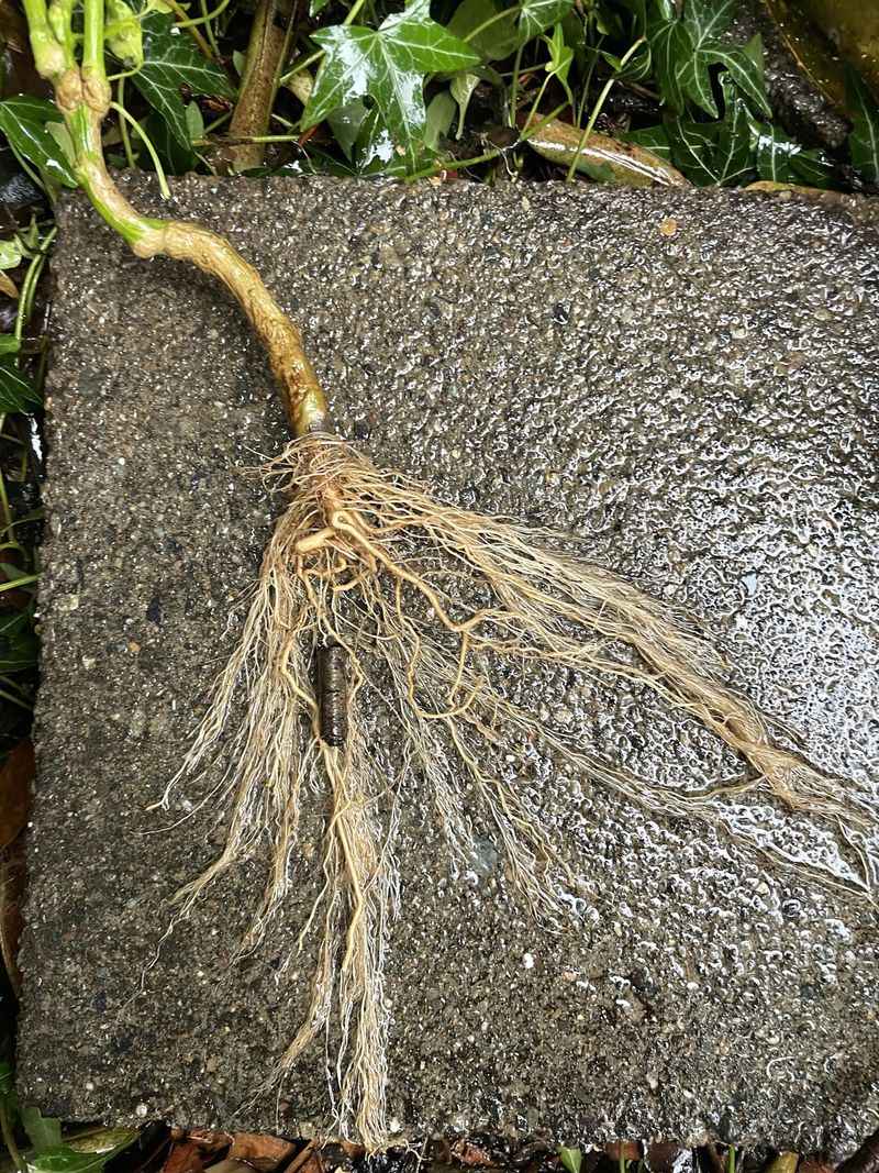 Roots Have Not Adjusted To New Soil Roots Have Not Adjusted To New Soil