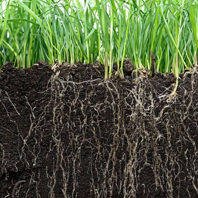 Roots Keep Working After The Blades Slow Down Roots Keep Working After The Blades Slow Down