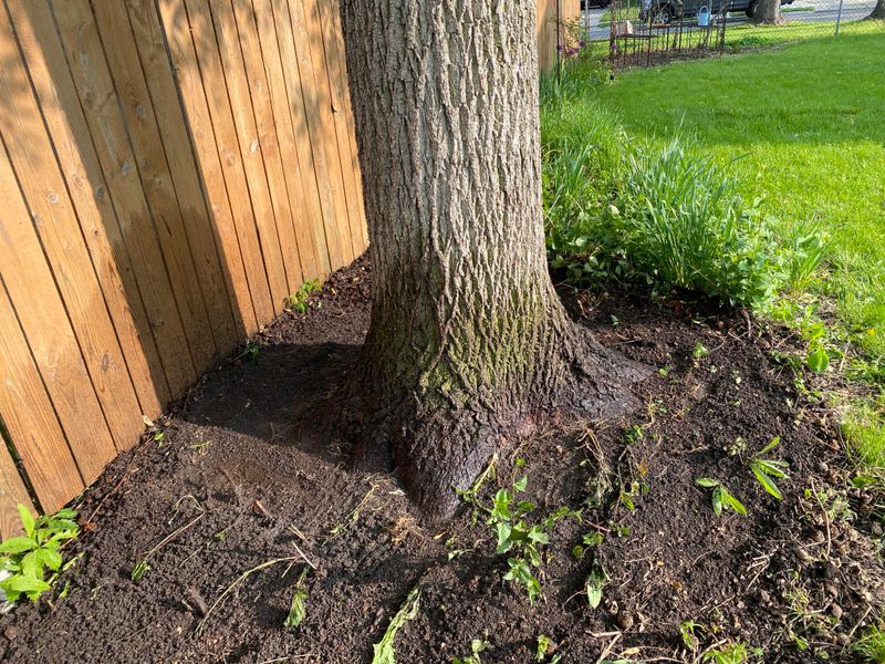 Roots Reach Far Beyond The Branch Tips