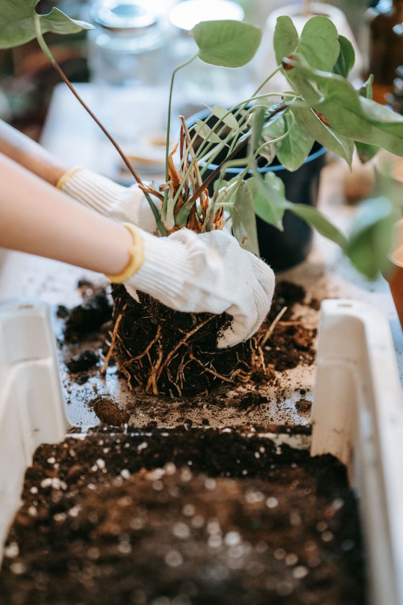 Roots Struggle When Soil Cools Slower Than Air Roots Struggle When Soil Cools Slower Than Air