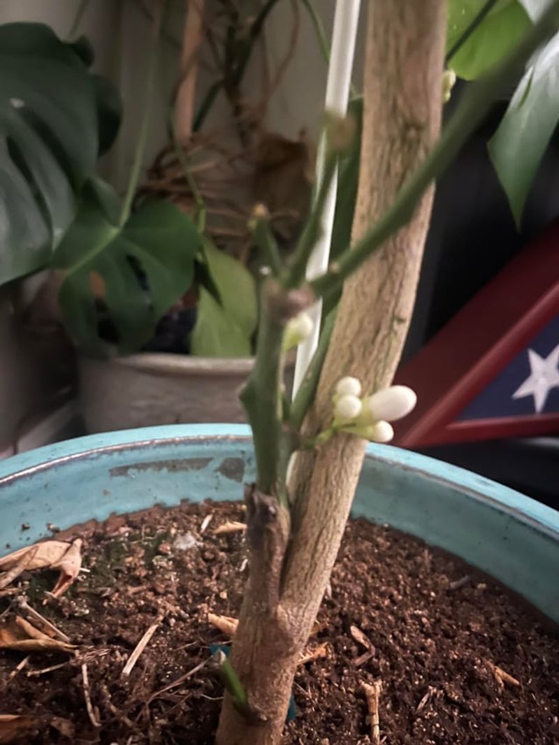 Rootstock Shoots May Look Different From The Tree