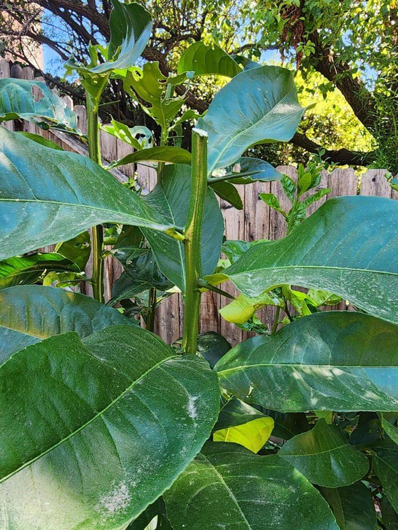 Rootstock Shoots Steal Space From The Scion
