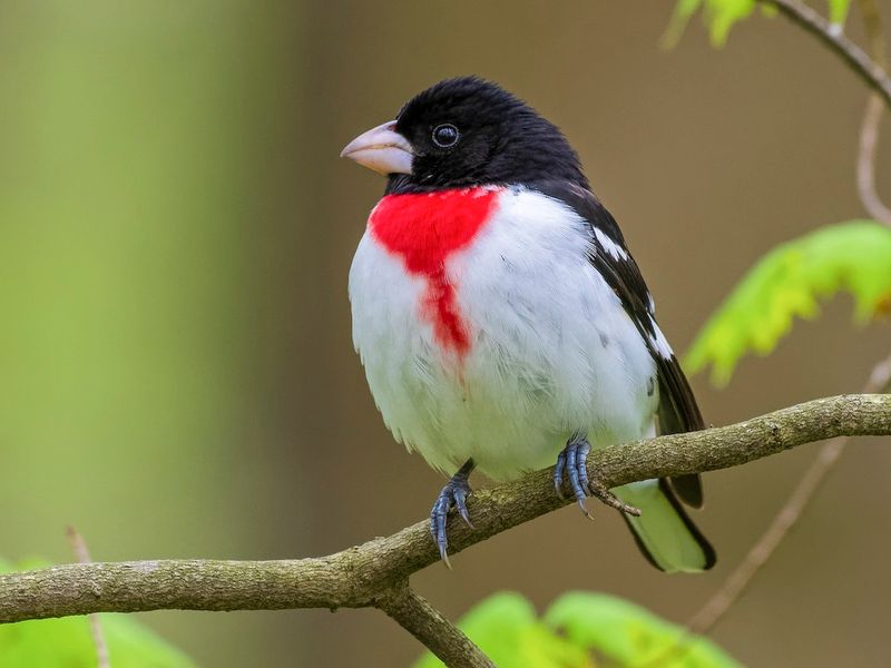 Rose-Breasted Grosbeaks Can Show Up Unexpectedly