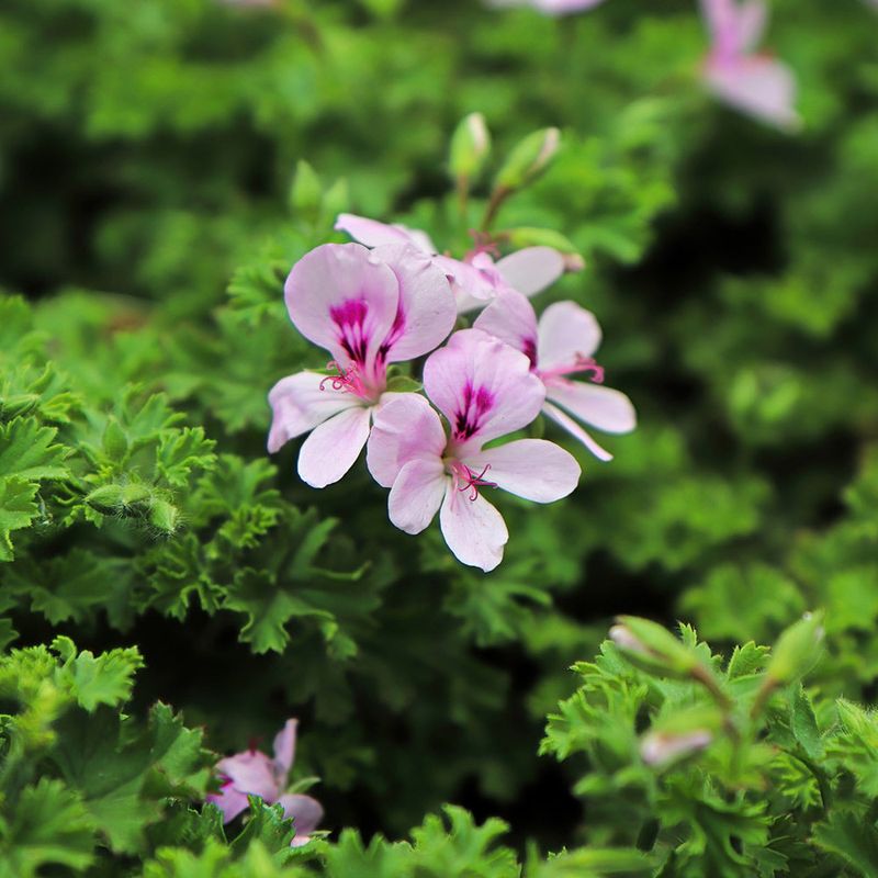 Rose Geranium Smells Sweet But Bugs Hate It Rose Geranium Smells Sweet But Bugs Hate It