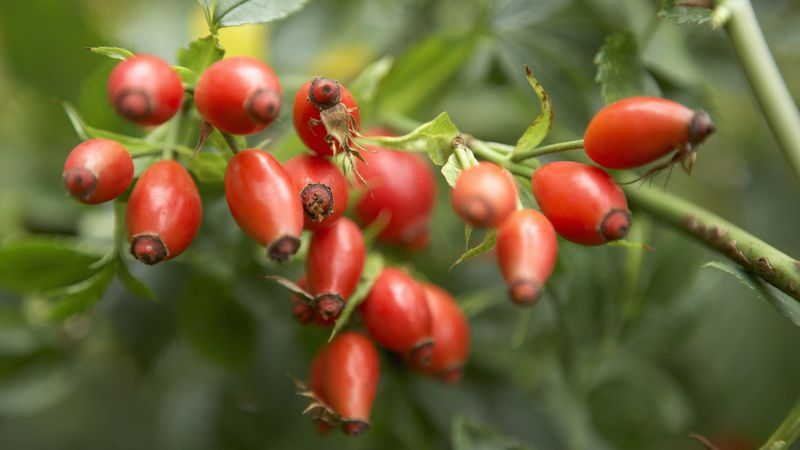 Rose Hips Add Color After Roses Fade