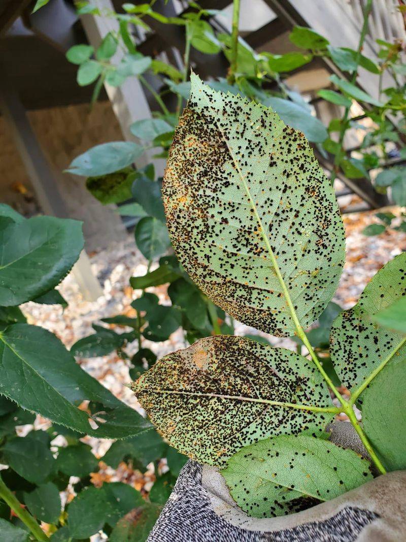 Rose Leaves With Black Spot