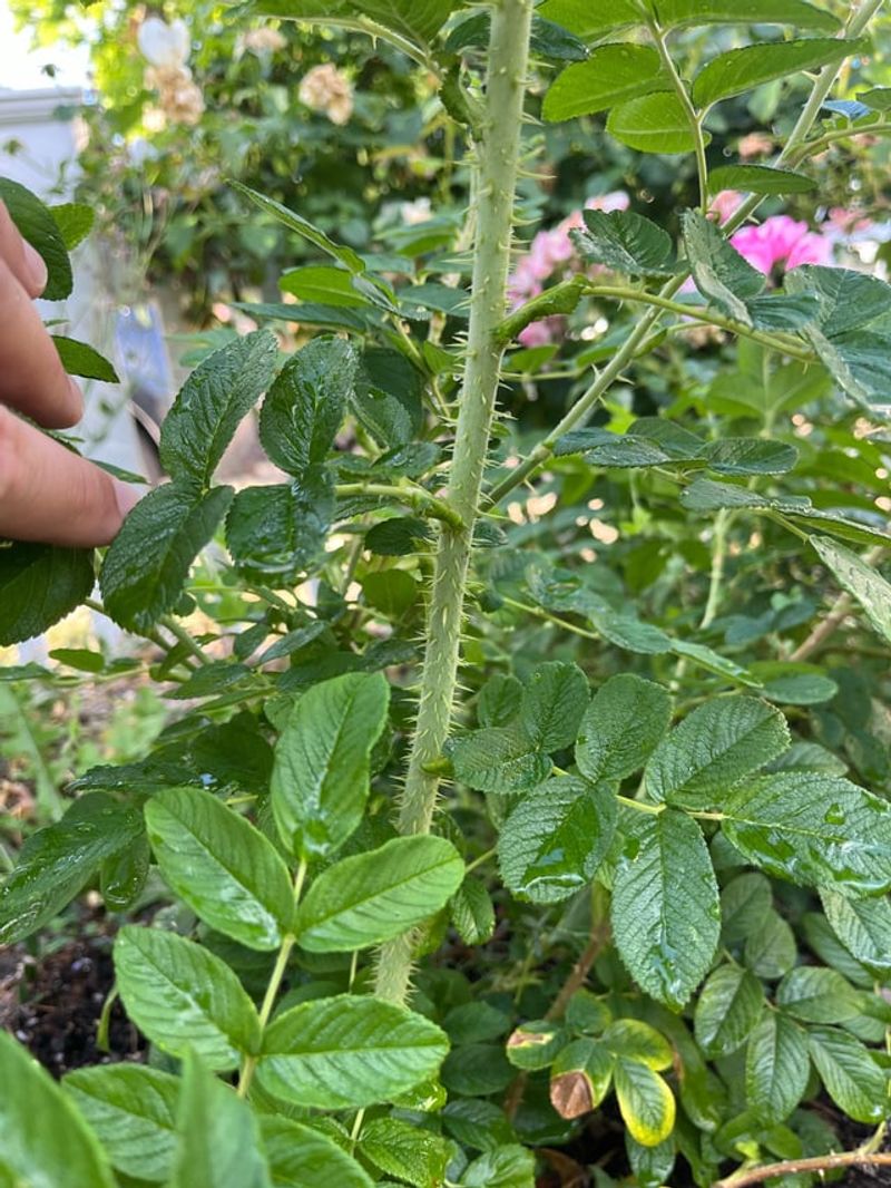 Rose Rosette Is Caused By A Virus