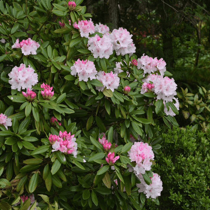 Rosebay Rhododendron Creates A Lush Screen Rosebay Rhododendron Creates A Lush Screen