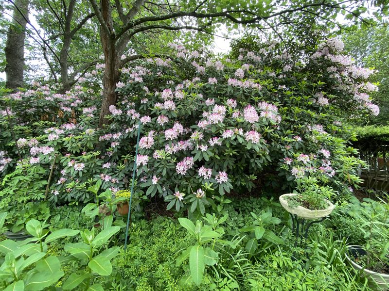 Rosebay Rhododendron For Big, Leafy Coverage Rosebay Rhododendron For Big, Leafy Coverage