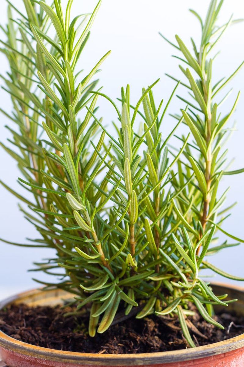 Rosemary Rosemary