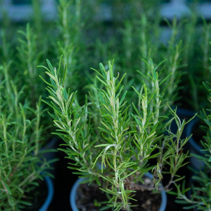 Rosemary