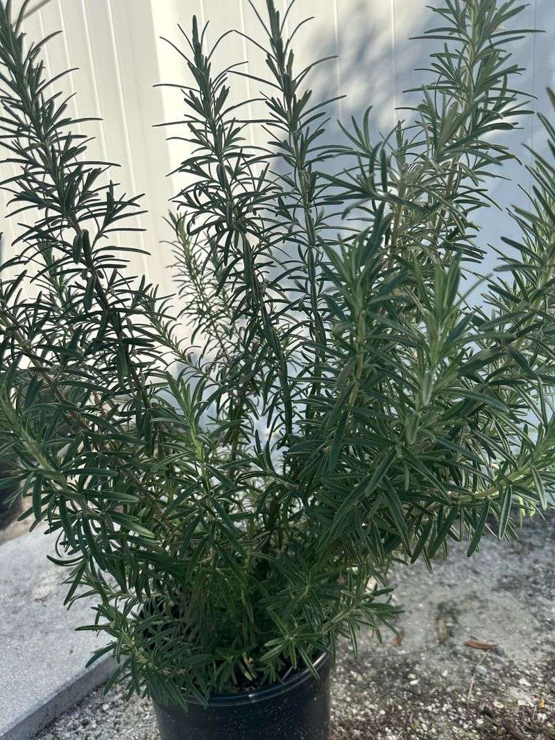 Rosemary Rosemary