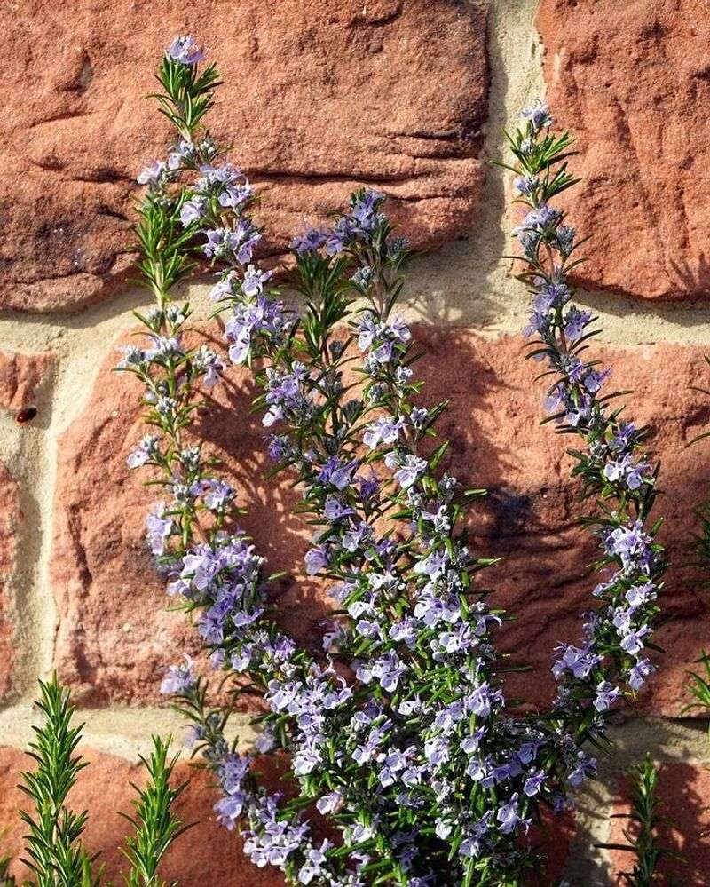 Rosemary Adds A Fragrant Garden Barrier