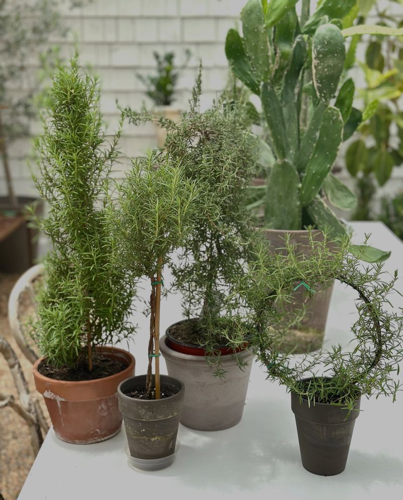 Rosemary Adds A Powerful Aroma