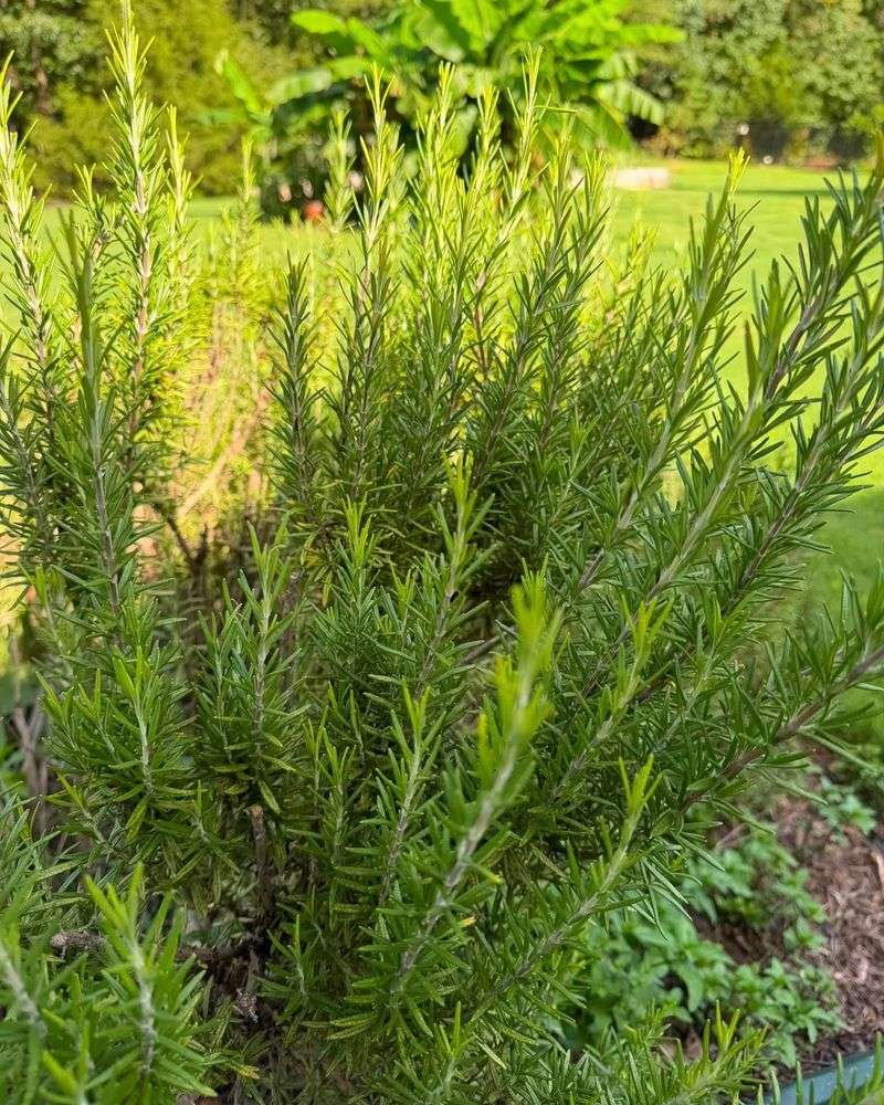 Rosemary Adds Another Strong-Smelling Herb
