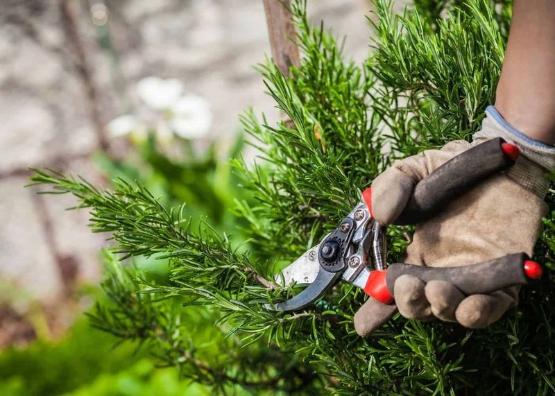 Rosemary Can Be Trimmed Without Cutting Into Old Wood