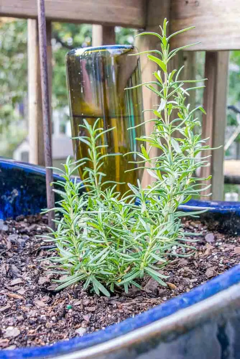 Rosemary Can Build Strong Roots During The Mild Fall Season