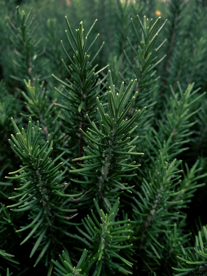 Rosemary Handles Dry Soil Like A Champion