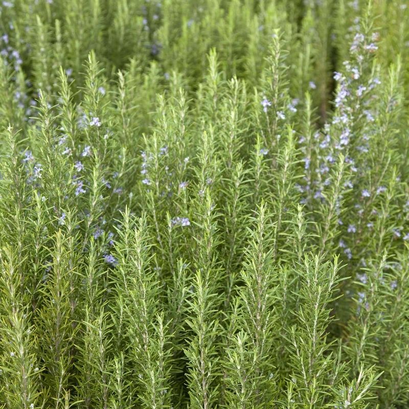 Rosemary Hedges That Smell Amazing Rosemary Hedges That Smell Amazing