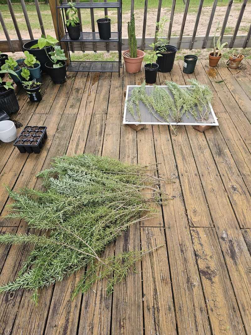 Rosemary Is Worth Cutting Before Cold Arrives