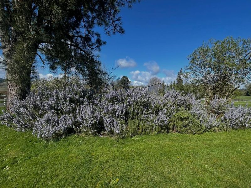 Rosemary Needs Less Water Once Established Rosemary Needs Less Water Once Established