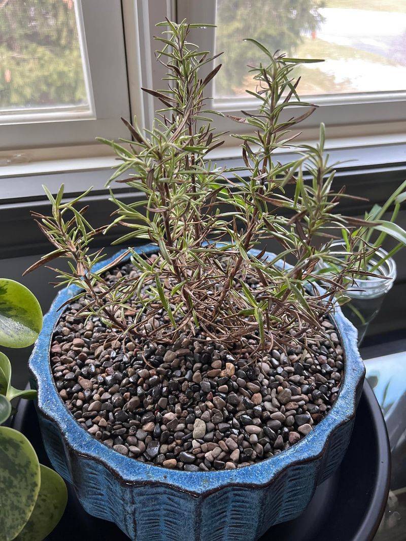 Rosemary Often Fails When Florida Rain Replaces Dry Conditions