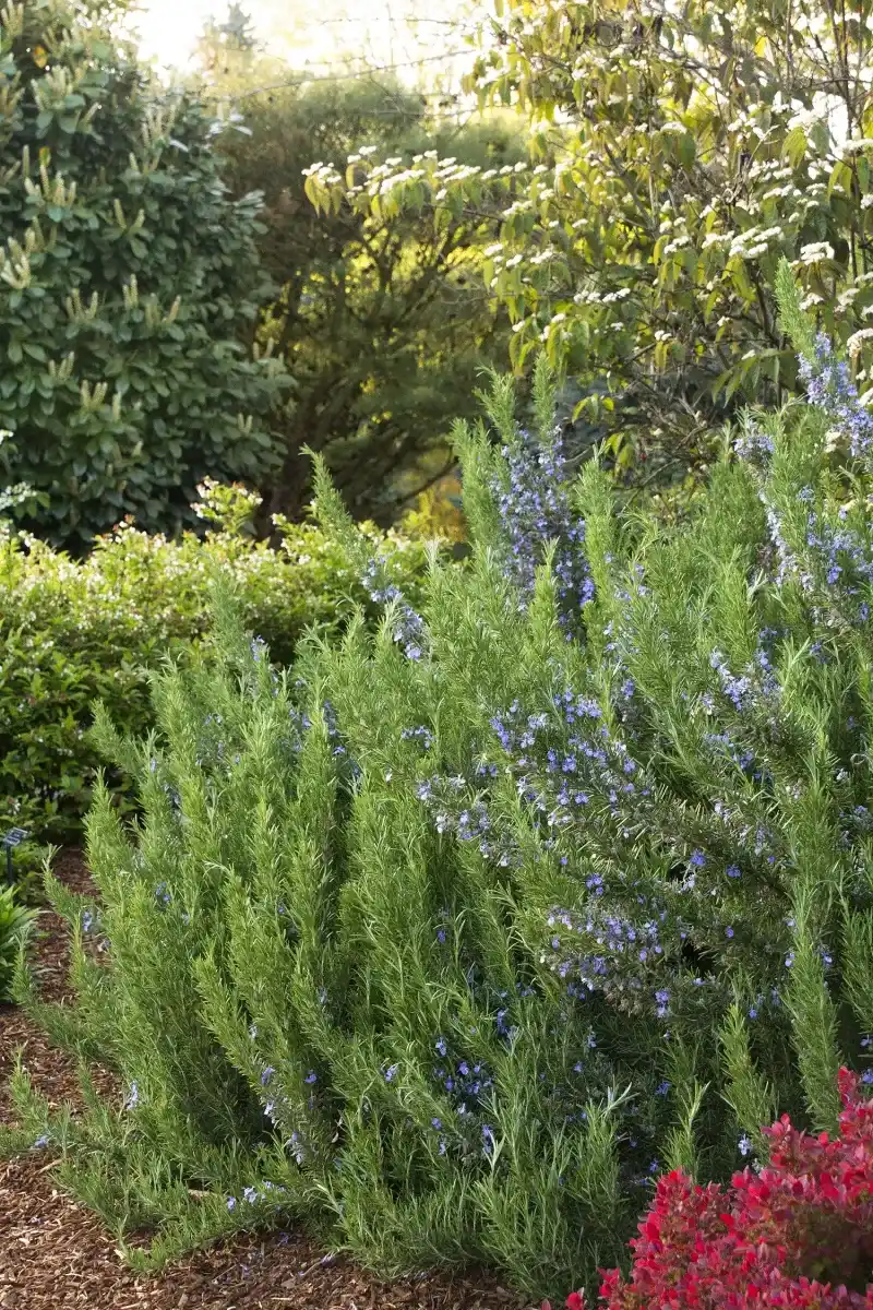 Rosemary (Rosmarinus officinalis) Rosemary (Rosmarinus officinalis)