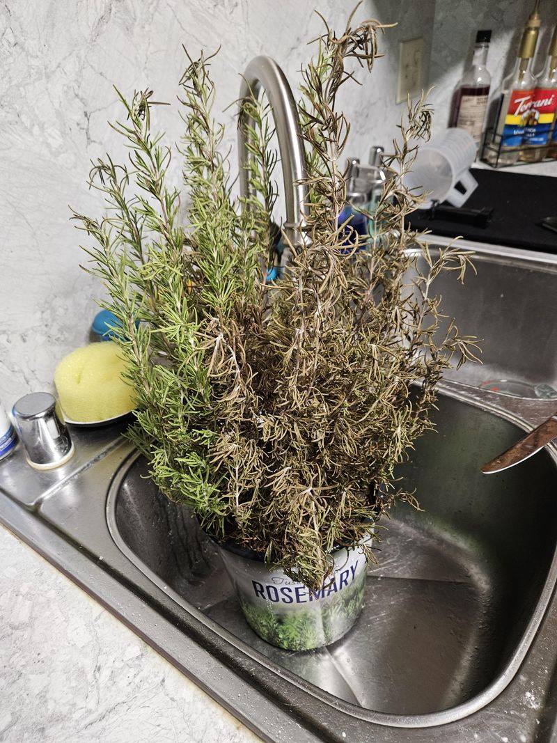 Rosemary Struggles In Soggy Soil