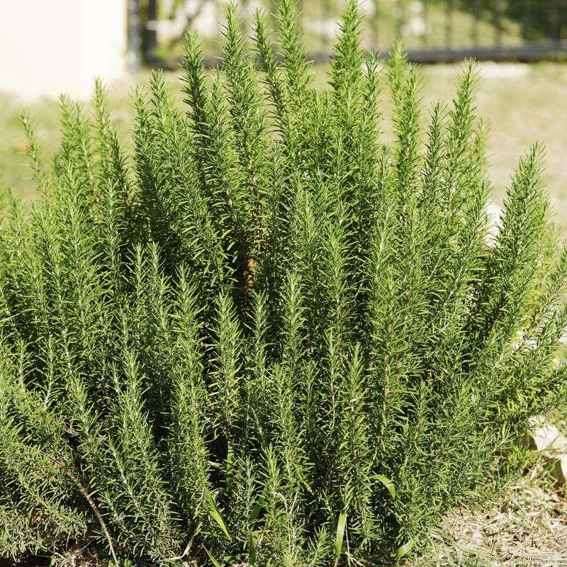Rosemary, The Kitchen Herb With A Secret Job Rosemary, The Kitchen Herb With A Secret Job
