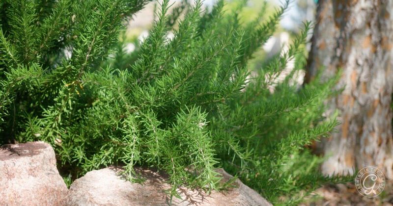 Rosemary fits the low-desert yard for a specific reason Rosemary fits the low-desert yard for a specific reason