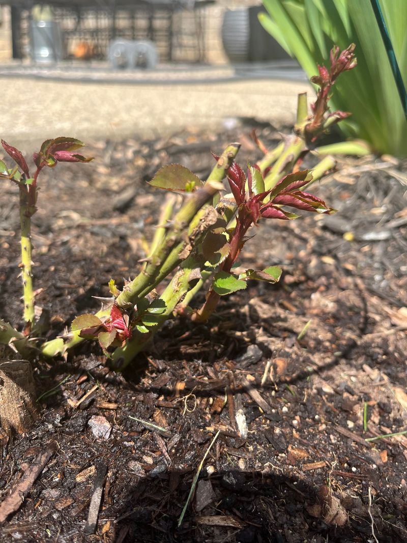 Roses And Fruit Trees Are Especially Vulnerable