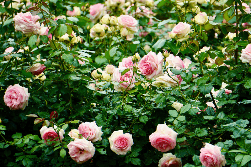 Roses Planted Shoulder To Shoulder
