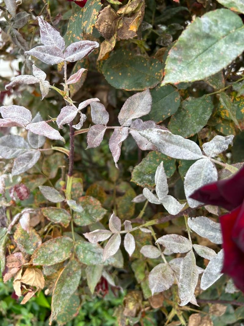 Roses