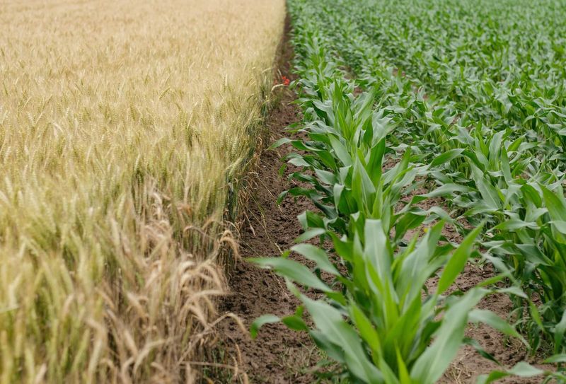 Rotate Crops To Reduce Future Problems