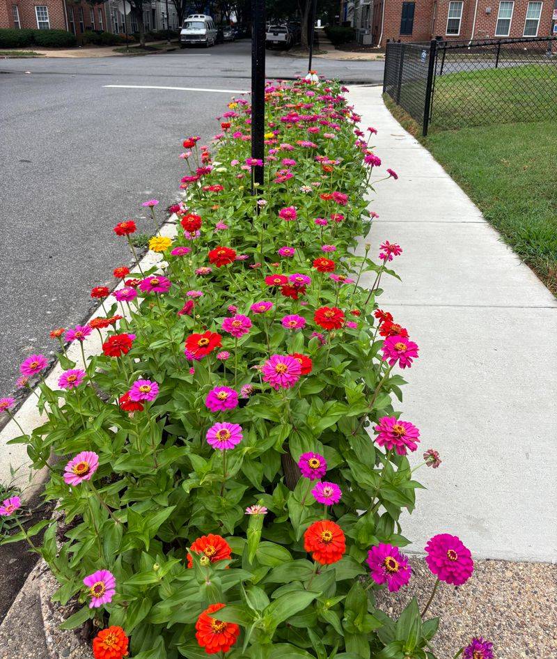 Rotate Planting Location Each Year Rotate Planting Location Each Year