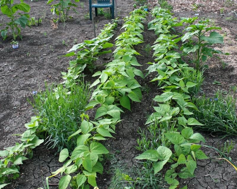 Rotate Planting Location From Spring Crops