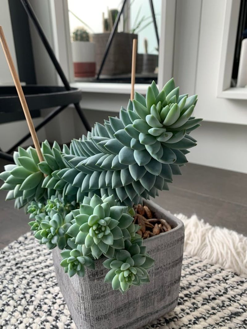 Rotating Pots Prevents One Sided Reaching