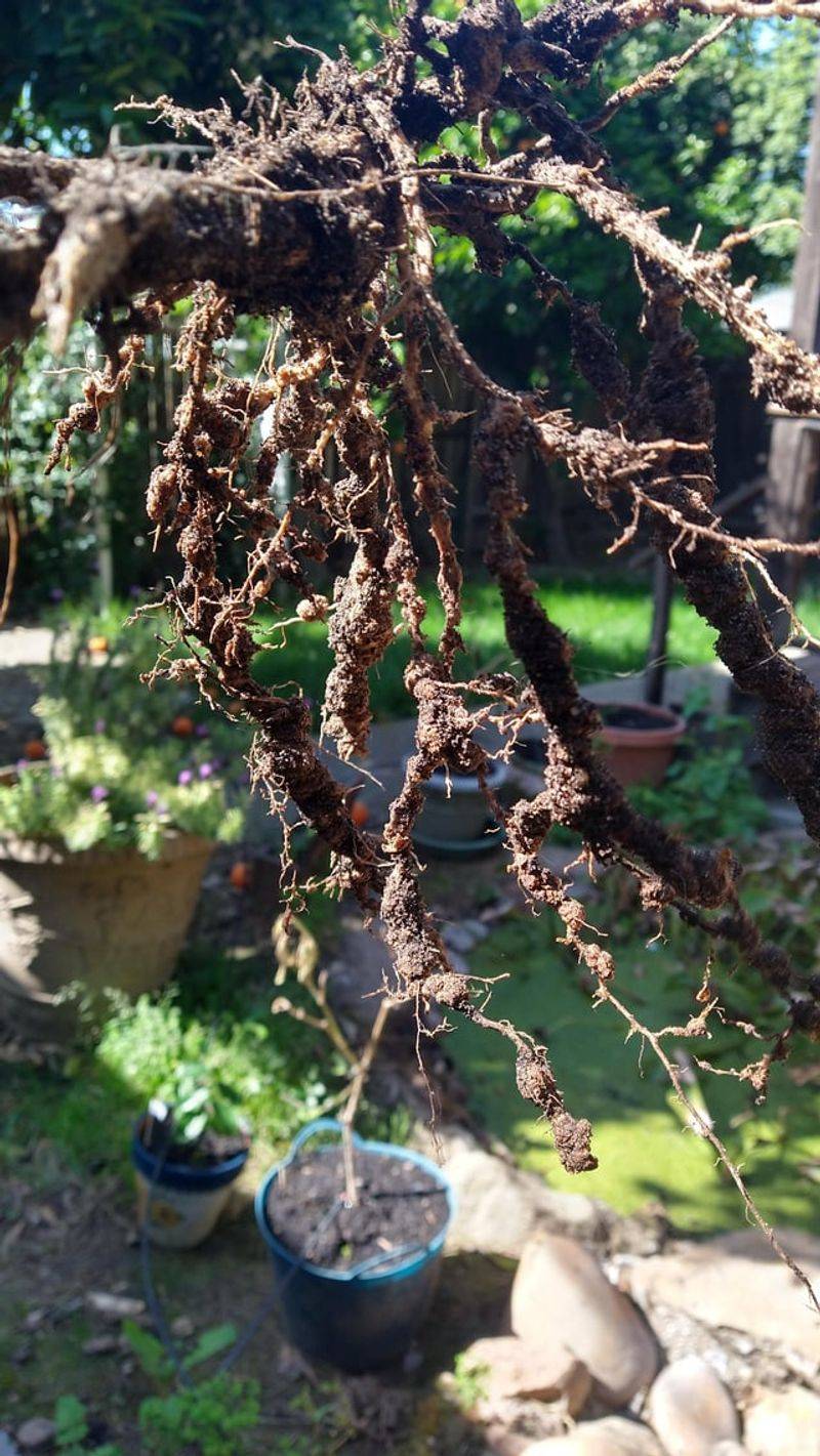 Rotation, Cover Crops, And Soil Building As The Long Game