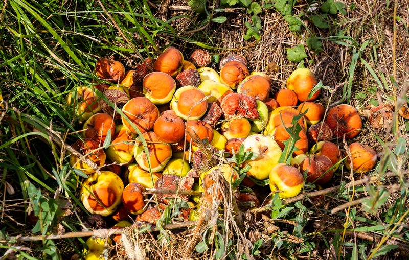 Rotting Fruit Can Create Unpleasant Yard Conditions