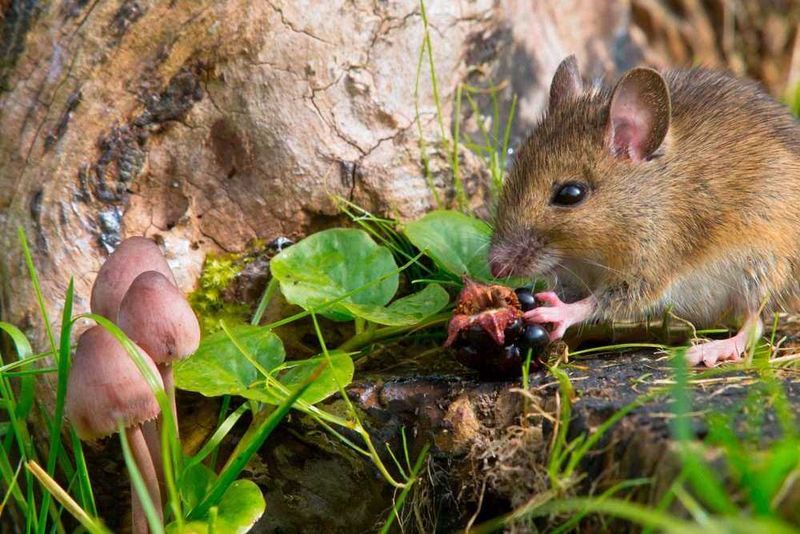 Rotting Fruit Draws Rats And Flies
